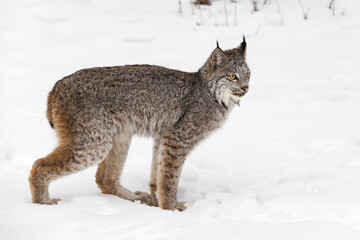 Canadian Lynx (Lynx canadensis) Stands in Snow Back Paw Forward Winter