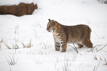 Bobcat (Lynx rufus) Stands in Snow Licking Nose Winter