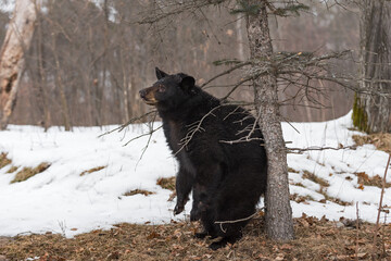 Black Bear (Ursus americanus) Rubs Rear on Tree to Scratch Winter