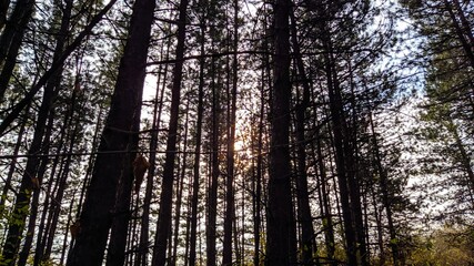 pine trees at sunset
