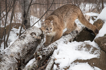 Obraz premium Female Cougar (Puma concolor) Stands Admidst Log on Top of Rock Den Winter