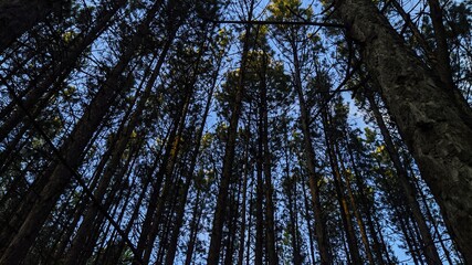 Tall pines
