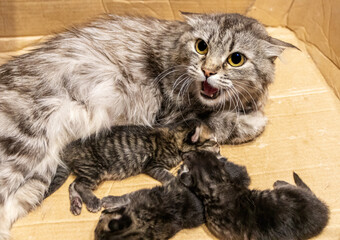 Domestic cat female hisses while protecting her three 3 days old kittens in a cardboard box