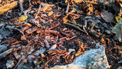 Forest soil
