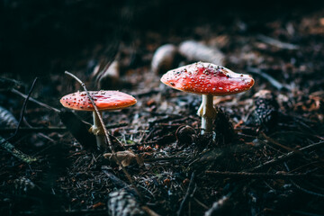 amanita muscaria fly agaric mushroom on ground