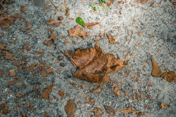 Curled leaf on the ground