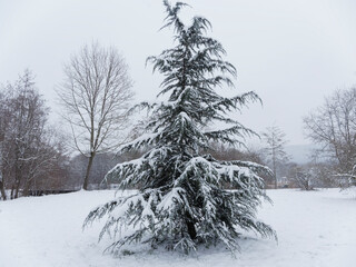 (Cedrus deodara) Deodar cedar or Himalayan cedar with its pyramidal crown on straight trunk,...