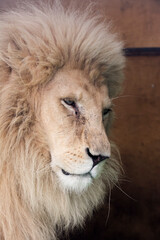Portrait of a white South African lion male
