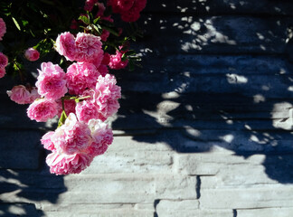 colourful rose flowers handing over the brick wall making deep blue shadow, on a sunny spring day