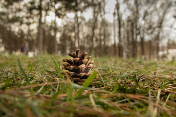 A cone that fell to the ground in the woods.