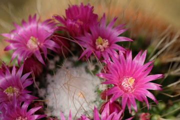 Pink flowers in bloom and white cactus thorns. Natural background. Macrophotography. Summer time. Flora of the desert.