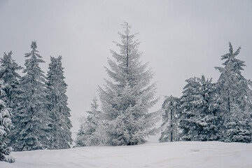 Fototapeta premium Drzewo, choinka w zimę