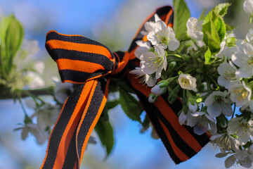 St. George ribbon on a branch of a flowering tree, May 9, Russian holiday Victory Day