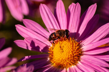 Pink flower and cute bee 2!