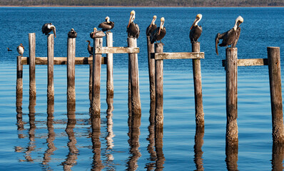 Brown Pelicans & Cormorants on Posts