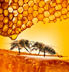 honey and bees close up in detail