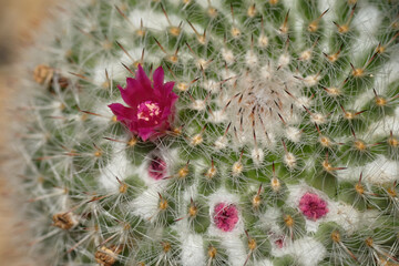 Pink flower in bloom on a background of green and white cactus. Natural background. Spiral shape. View from above. Macrophotography. Summer time. Flora of the desert.