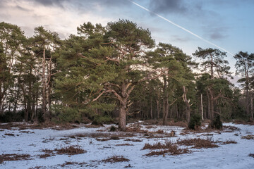 Hindhead Common, in the Snow
