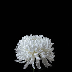 white chrysanthemum on black background. symbol of mourning, sadness. We Remember, mourn concept. copy space