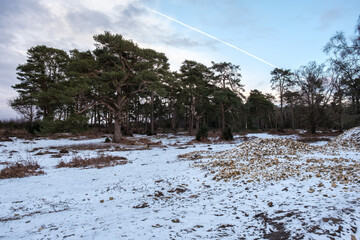 Hindhead Common, in the Snow