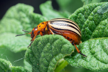 Crop pest, the Colorado potato beetle sits on the leaves of potatoes
