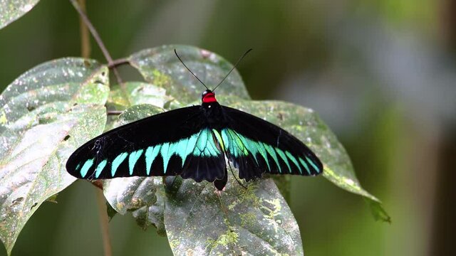 4K footage of beautiful butterfly of rajah brooke butterfly