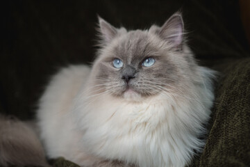 blue-eyed cat, kitten, cat toy, rag doll