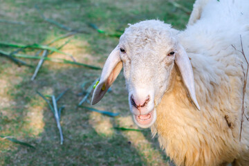 Sheep in the farm and eating the grass.