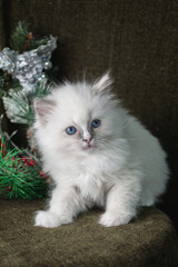 Naklejka na ściany i meble blue-eyed cat, kitten, cat toy, rag doll