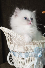 blue-eyed cat, kitten, cat toy, rag doll