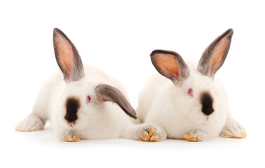 Two white rabbits isolated.