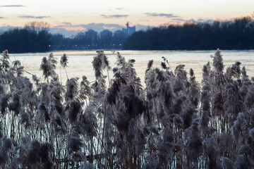 confluence of the rivers Danube and Sava  through the high grass in the evening