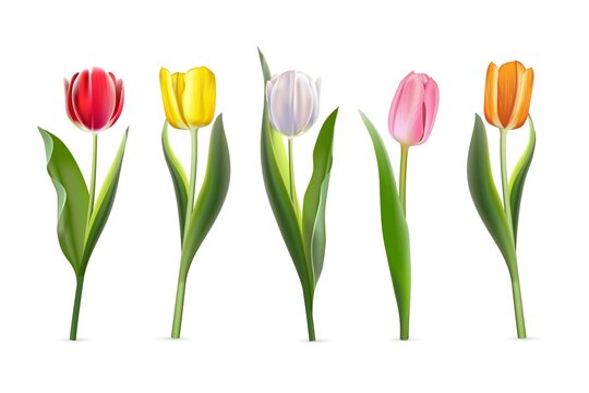 Tulip set. Red, yellow, white, pink, orange flowers vector illustration. Realistic spring floral decorative plants with petals, buds and leaves in blossom on white background