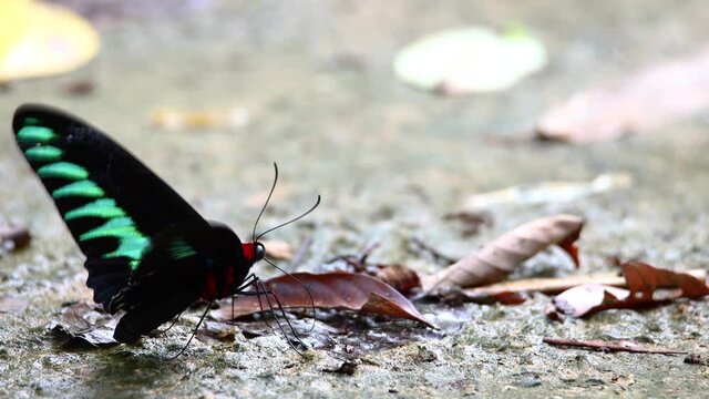 4K footage of beautiful butterfly of rajah brooke butterfly