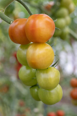 green, red and fresh tomatoes on a branch with leaves.