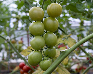 bunch of green, fresh, unripe tomatoes in a greenhouse with a blurry background