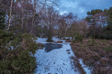 Hindhead Common, in the Snow