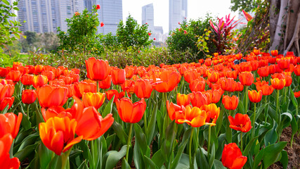 Tulips in full bloom in the park