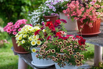 Multi-colored petunia, calibrachoa and other flowers. Flower arrangement in the garden. Yellow petunia.