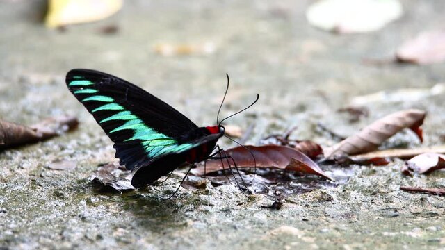 4K footage of beautiful butterfly of rajah brooke butterfly