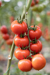 Bunch of wet, ripe, red tomatoes in a greenhouse