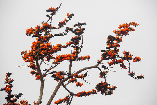 In springtime, there are lots of Palash flowers (Butea Monosperma) blossom on the branches of Palash trees.
