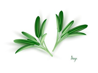 Green sage leaves. Herb plants for cooking and flavor vector illustration. Botanical organic elements on white background. Realistic herbal spice ingredient