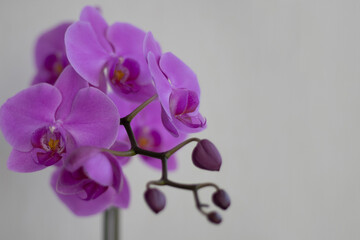 Purple phalaenopsis orchid flower with buds. Space for text