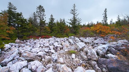 Pov point of view panning walking through pine tree forest in Dolly Sods, West Virginia in autumn fall with wild colorful blueberry shrubs bushes and mountain rocks