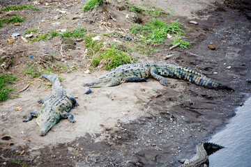 Crocodile. 
In Nicaragua, there is a reservation of crocodiles, where they live in the wild, you can not feed them and go close to them, you can watch them from the bridge.