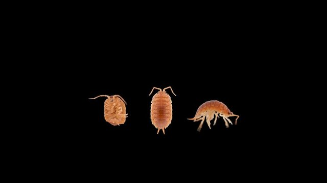 Isopoda Porcellio Laevis, family Porcellionidae, is a cosmopolitan, able to move quickly. Found under rocks and logs in humid places