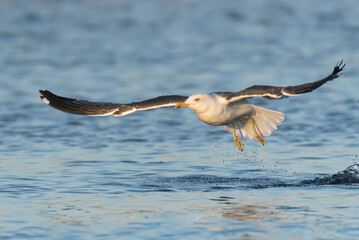 Gaivota de patas amarelas, ave que nidifica na ilha das Berlengas e podem ser observadas no Cabo Carvoeiro.