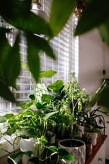 Cannabis plant growing at home. Cannabis plants growing legally in the United States. Cannabis used for relaxation and self-care. 