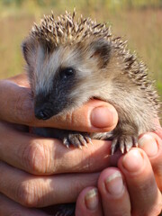 Young hedgehog in hands